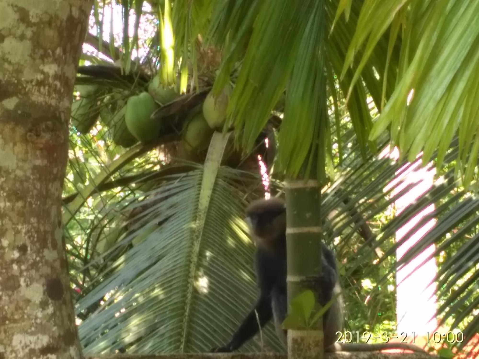 Nilas Guesthouse Hikkaduwa Buitenkant foto